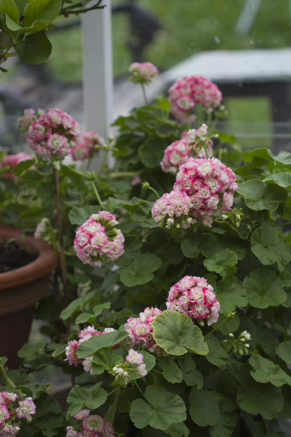 'Apple Blossom' er flittig som alltid.