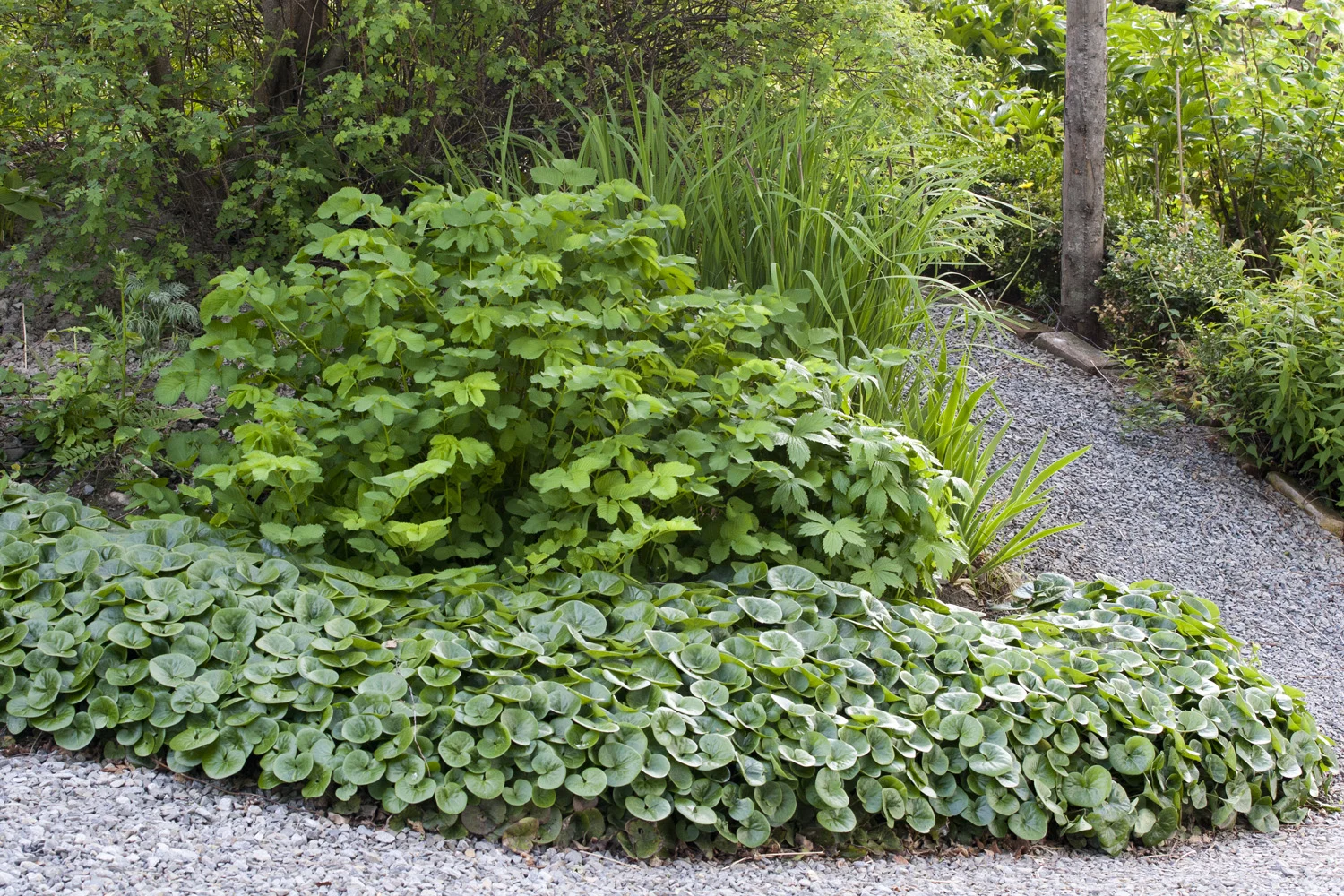 I min Cottage Garden vil jeg tippe at jeg har plantet ca halvparten av plantene der de står nå. Den andre halvparten frør seg selv og dukker opp på nye plasser for hvert år, helt gratis. Det hindrer også plass til ugraset. Men det gjør også at en Cottage garden fort kan bli rotete og kaotisk. Det er derfor viktig med noen strenge linjer som strammer opp igjen uttrykket. Her har jeg derfor en ensartet kant med hasselurt Asarum europaeum . Dette er en favorittkantplante mot øst, vest og nord. I sørvendte områder trives den ikke.