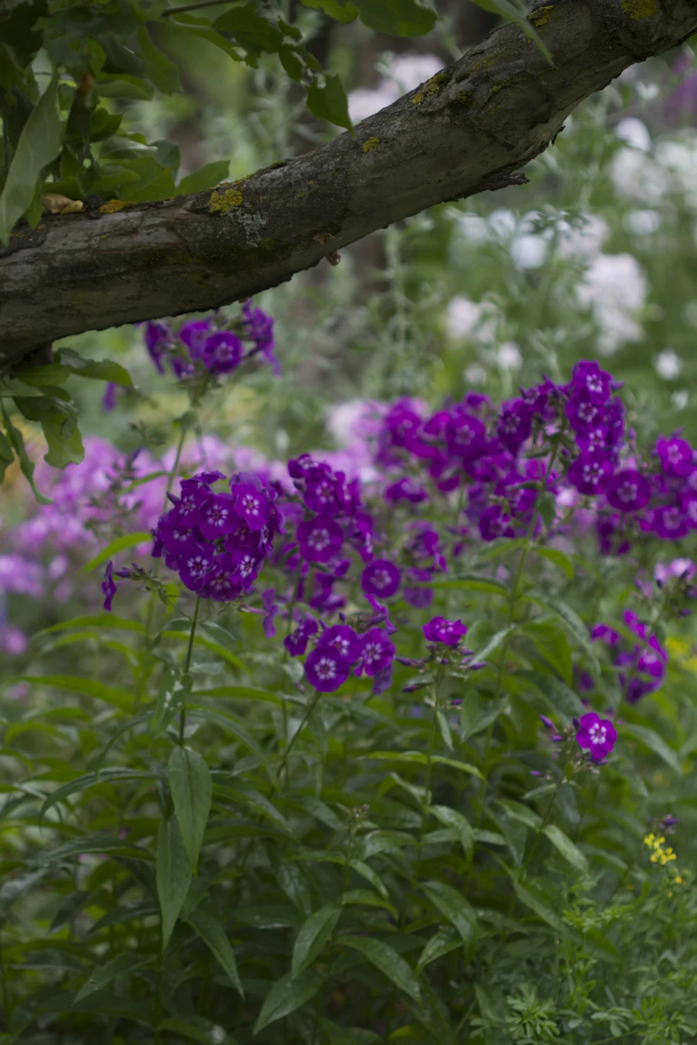 For å ha blomsterglede i hagen utover høsten anbefaler jeg å plante inn noen forskjellige floks Phlox paniculata . Mange av dem er dessverre utsatt for meldugg, men som med alle andre planter dukker den opp bare på planter som ikke blir stelt godt.