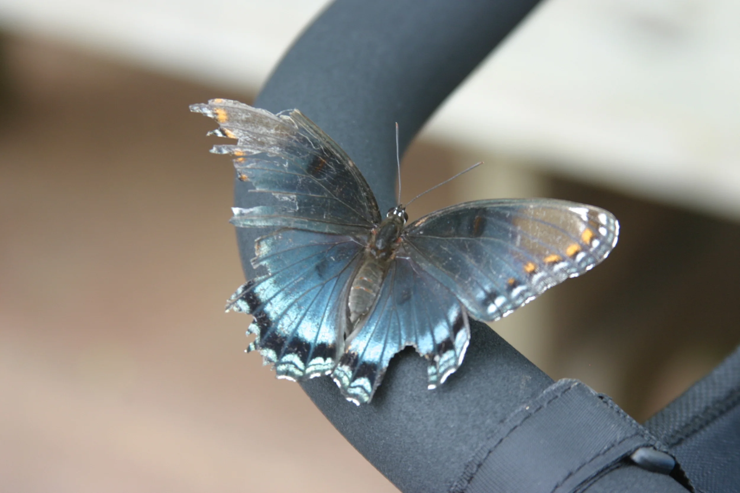 ! Banner Option_ABout Blue Butterfly.JPG