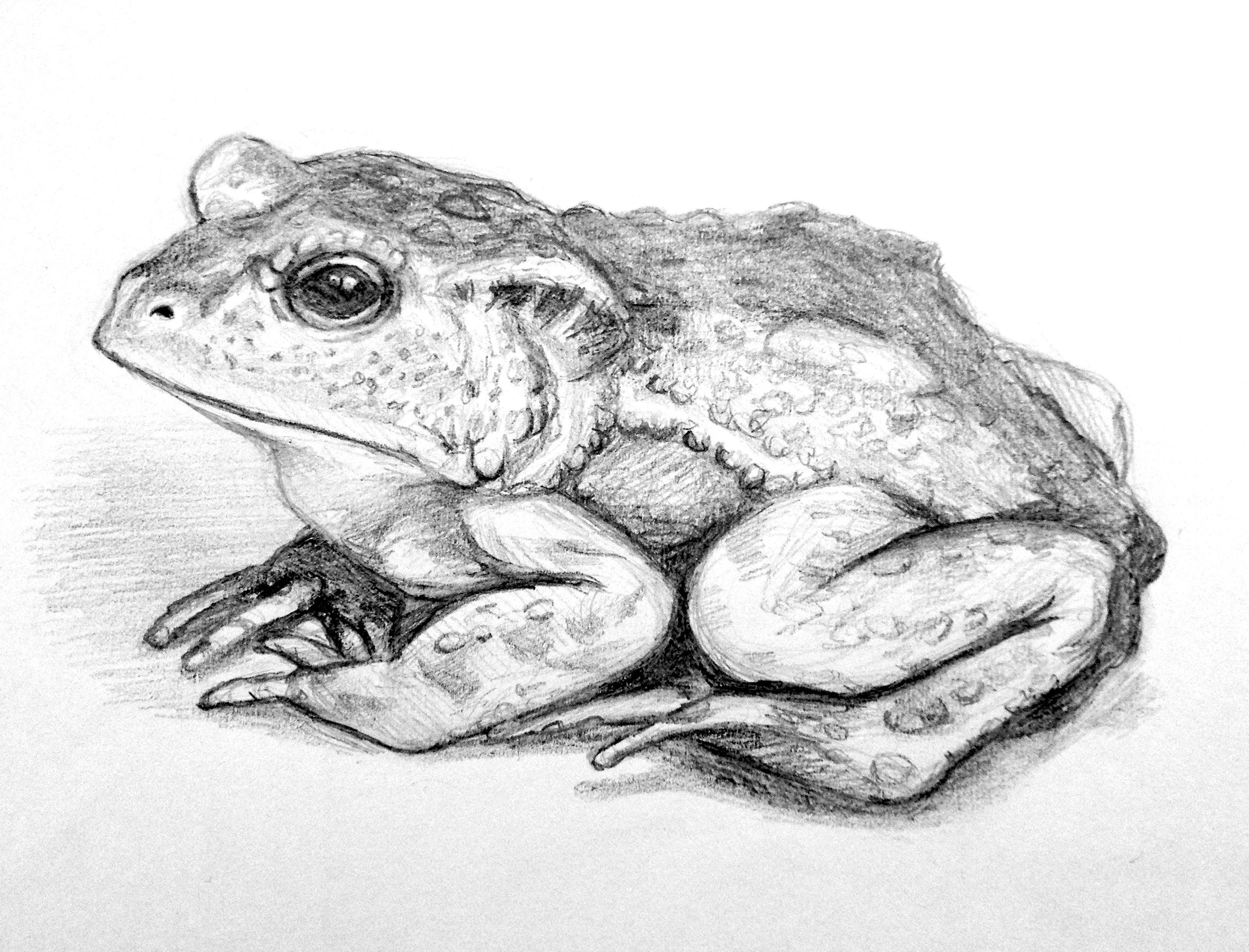 Toad Drawing.jpg