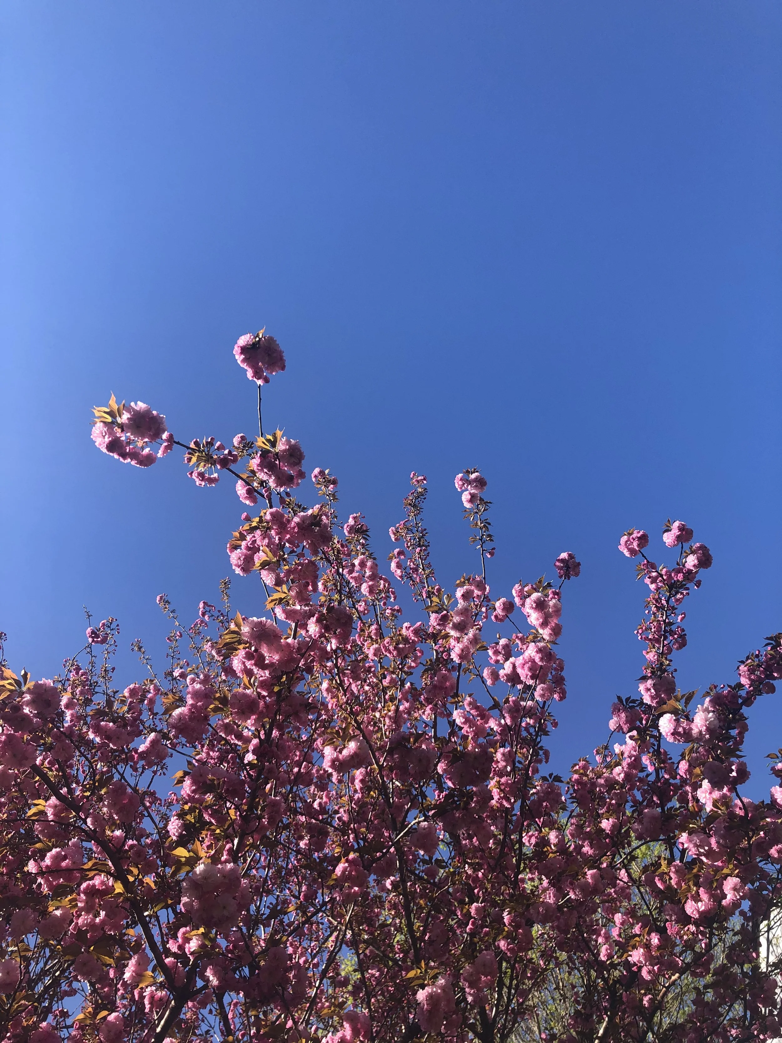 SONOSYNTHESIS: La Vie est Belle | a benefit  concert for the Blue Ridge Area Food Bank