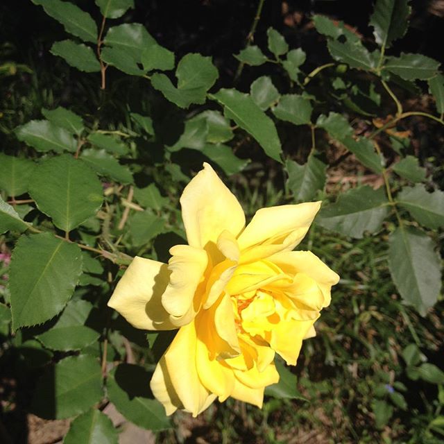Our Yellow Rose Loved the recent rains
