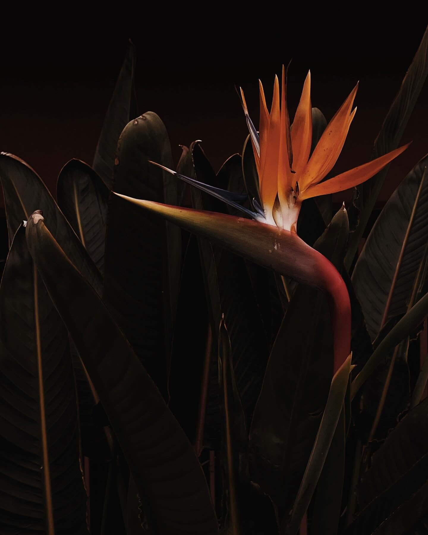 Will always take pics of a bird of paradise flower. ALWAYS.