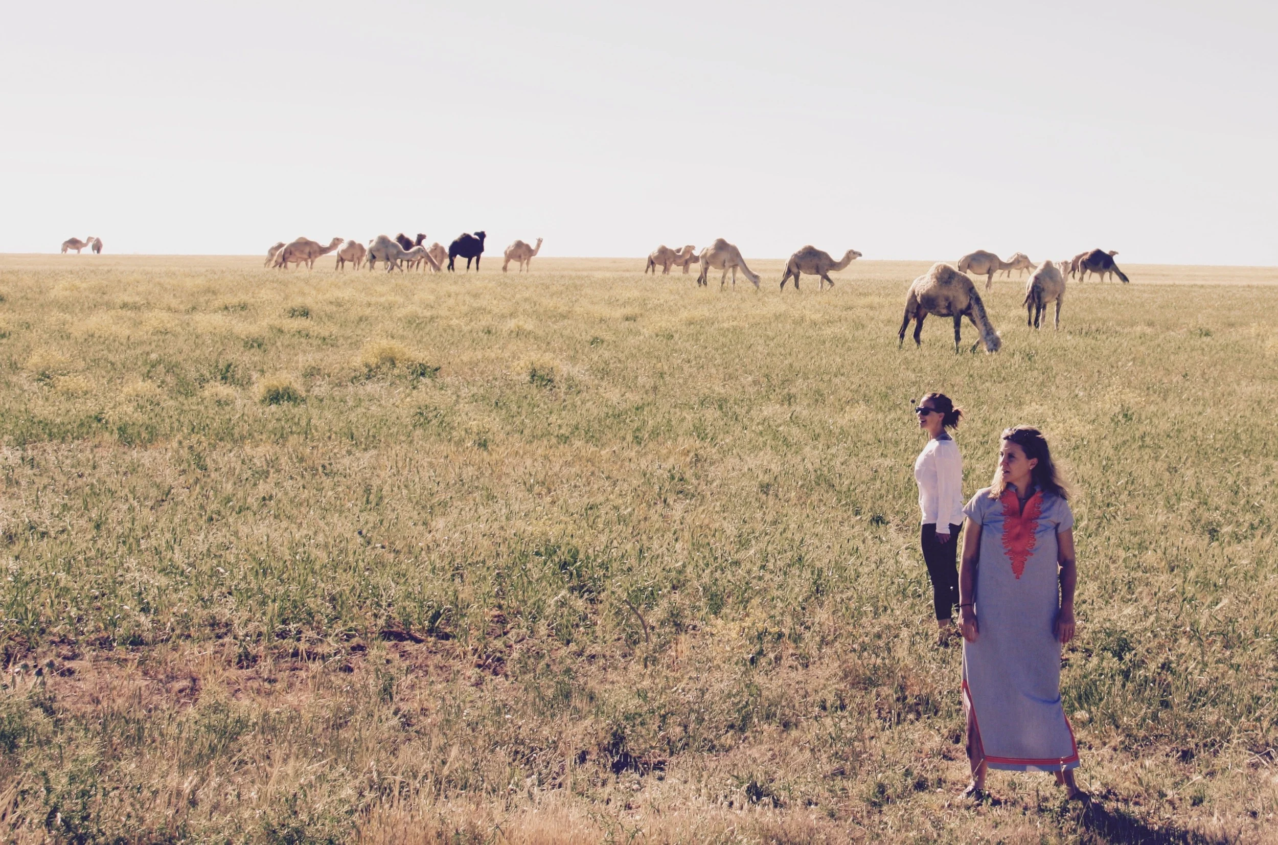 Wild Camels in the Jordanian Highlands - 3 Days*