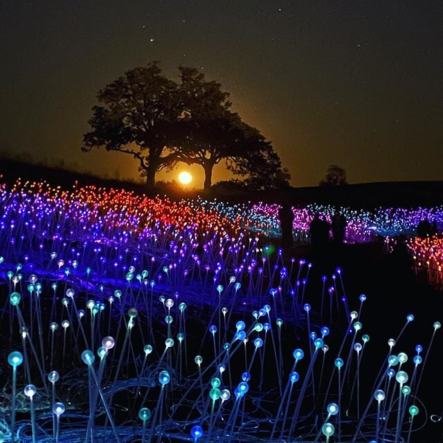 Listen up&hellip; Bruce Munro&rsquo;s popular light installation SENSORIO is back on view in Paso Robles and extended until Jan 3, 2021. ⁣
⁣
Half way between Los Angeles and San Francisco, nearly 60,000 fiber optic &ldquo;flowers&rdquo; illuminate th