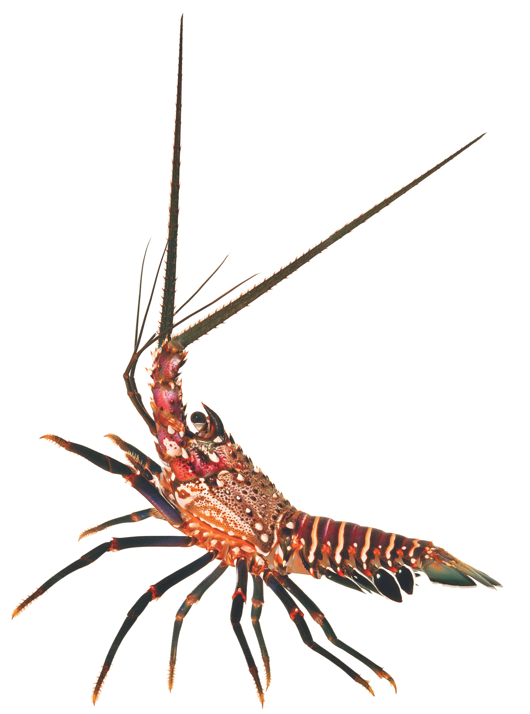 Banded Spiny Lobster