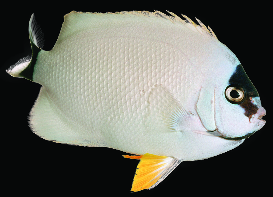 Masked Angelfish (female)