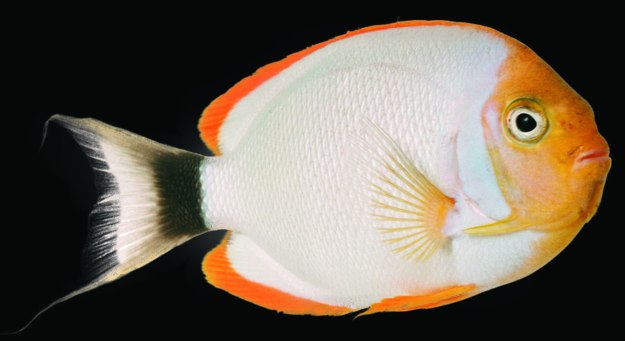 Masked Angelfish (male)
