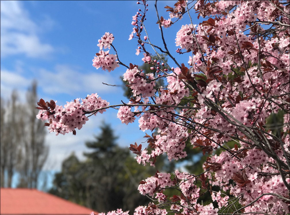 Digital Dandy Spring