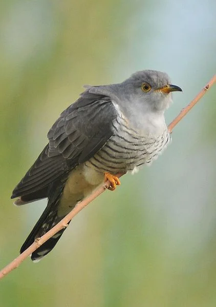 photo by: Dûrzan Cîrano