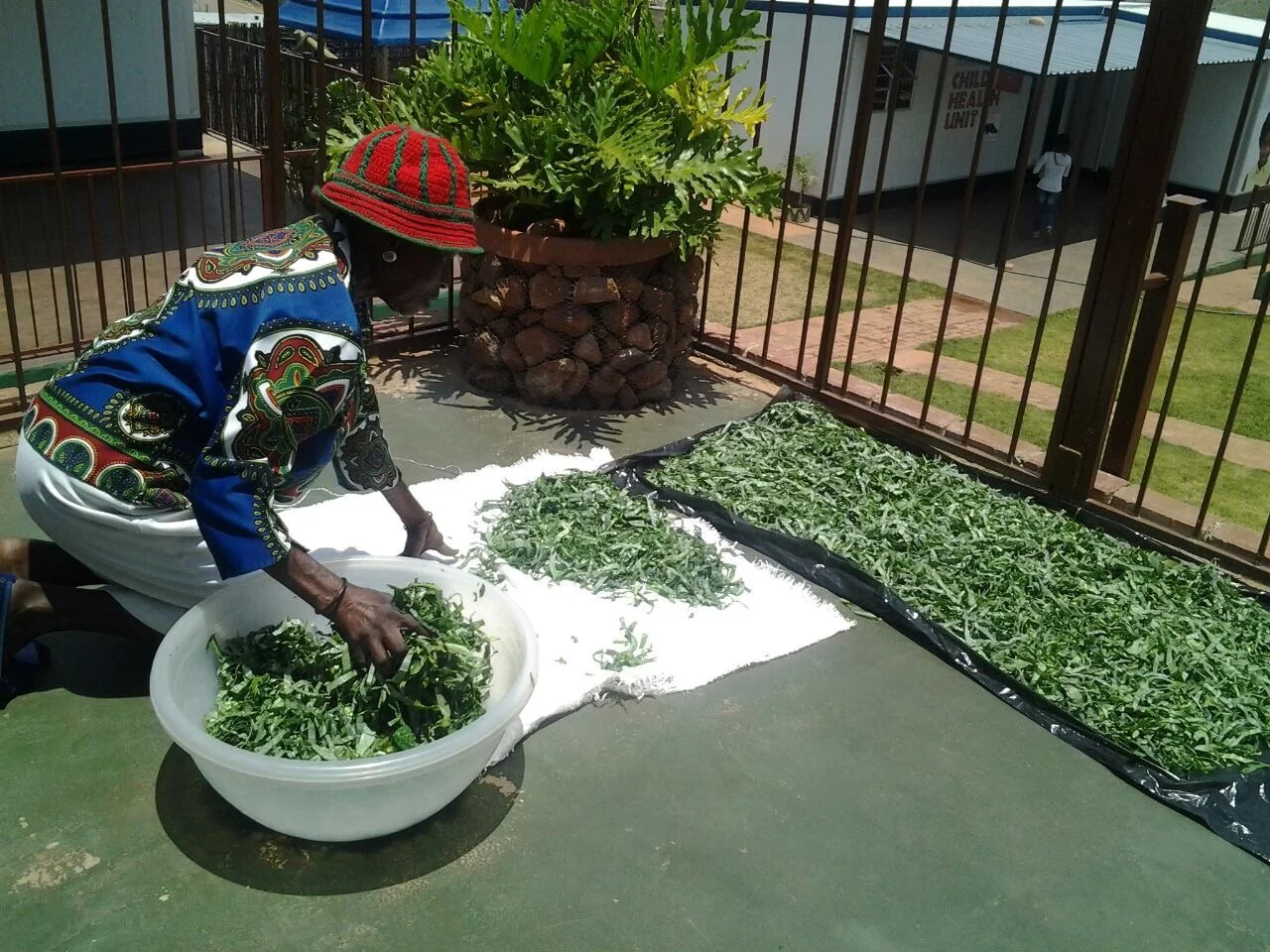 indigenous vegetables.jpg