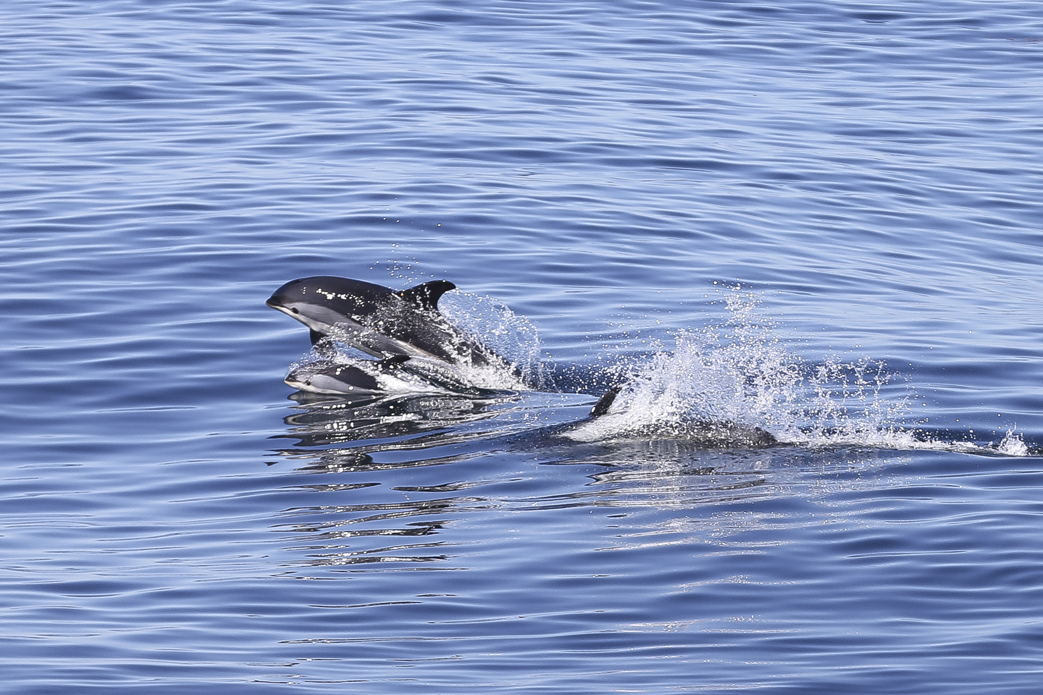 White-sided dolphin (adult female with calf)