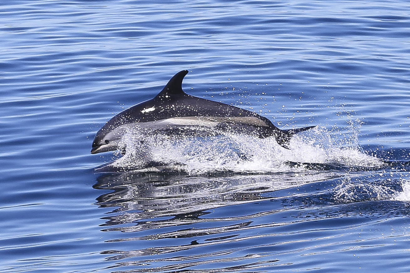 White-sided dolphin