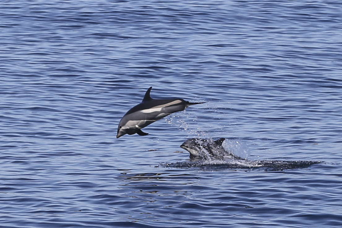 White-sided dolphin