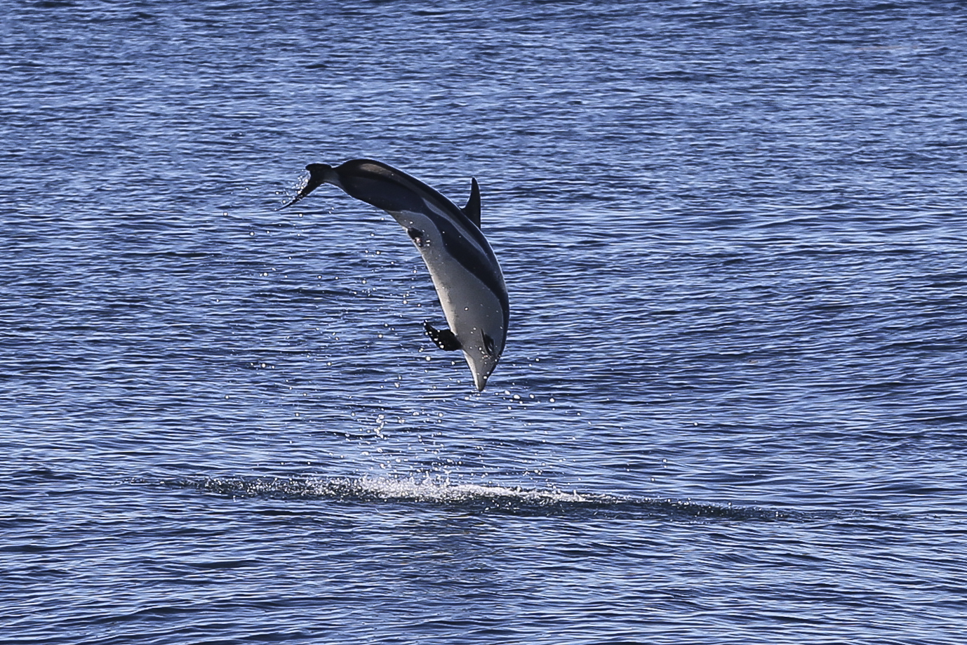 White-sided dolphin