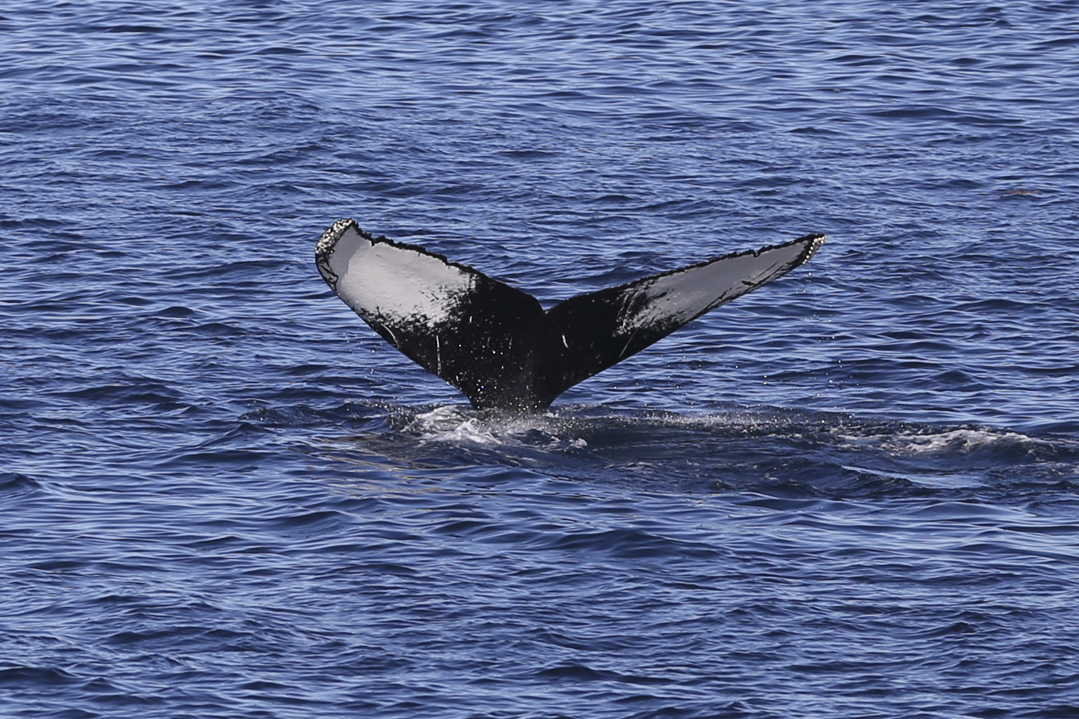 The same humpback nicely showing it's tail pattern