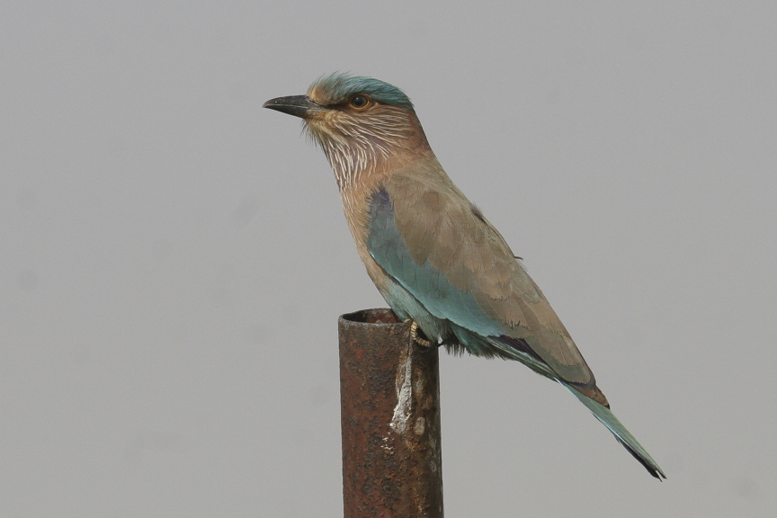 Indian roller
