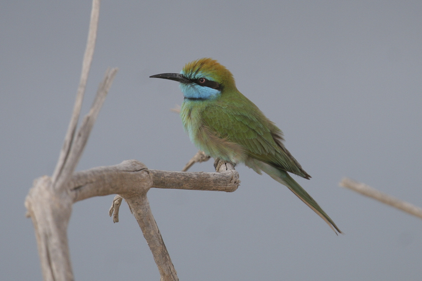 Green bee-eater
