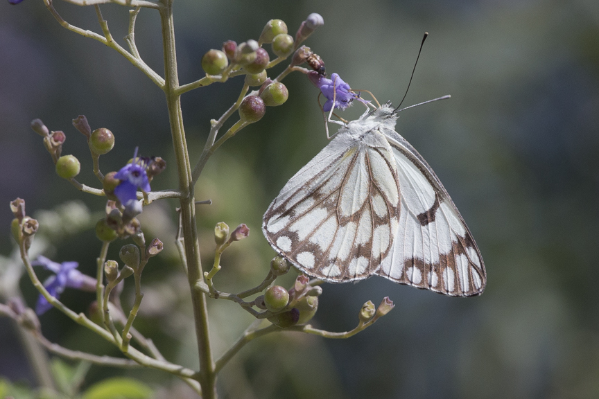 Caper white