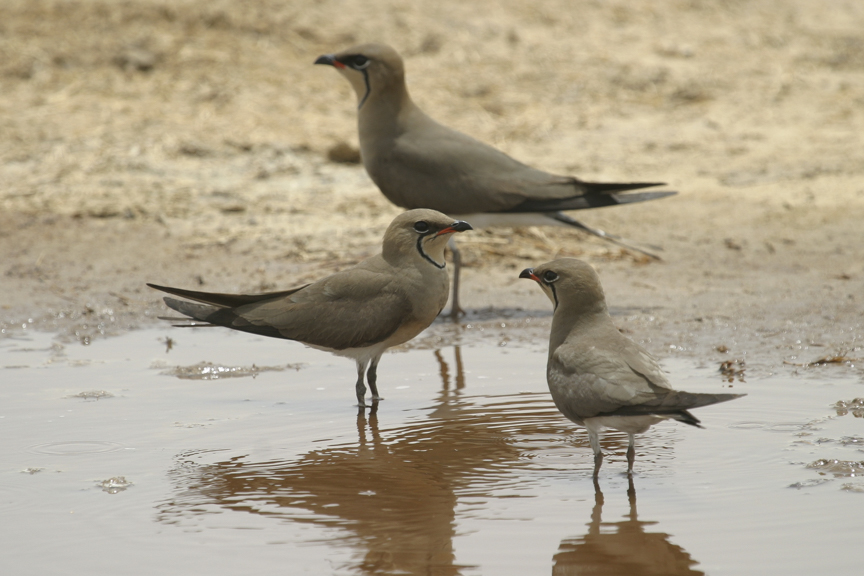 Collared pratincole