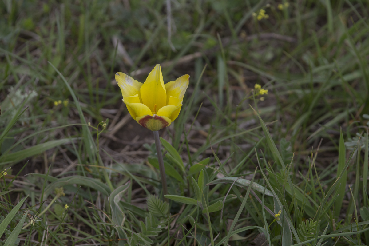 Wild tulip.