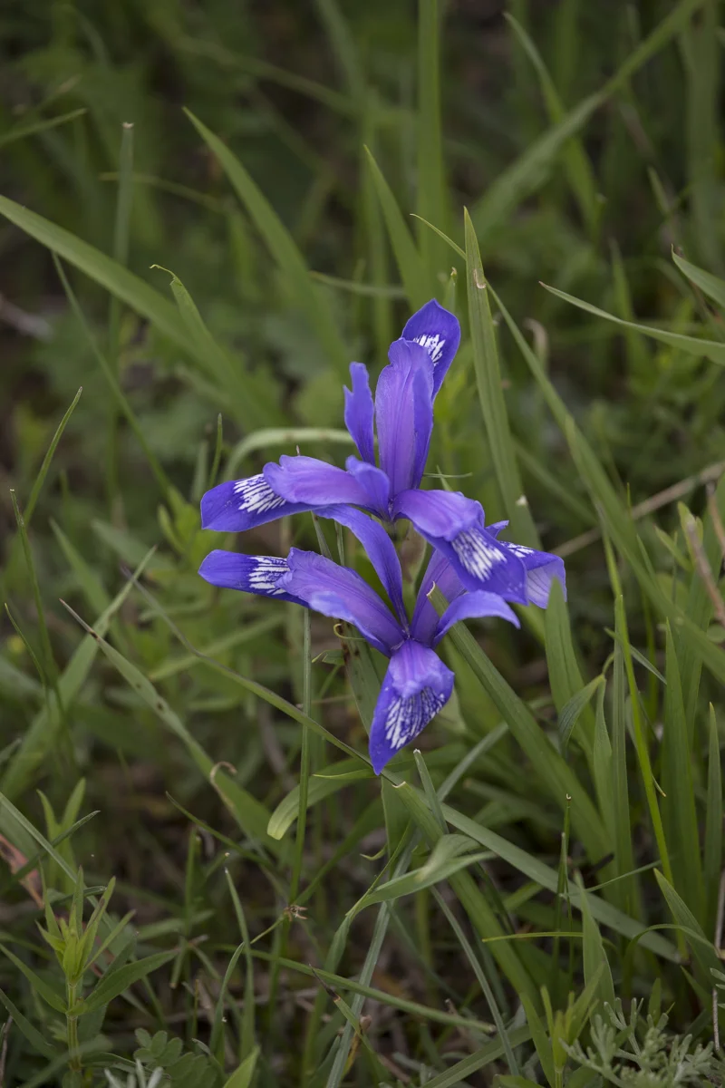 Wild iris.