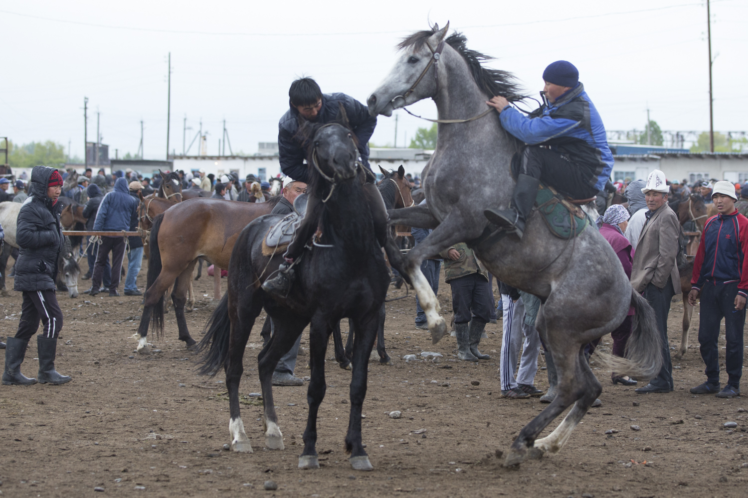 Horses being tried out in close quarters to see if they are suitable mounts for Kok Boro.