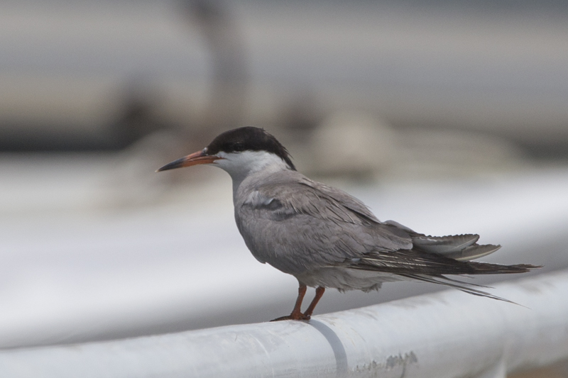 A white-cheeked tern in Kalba harbour