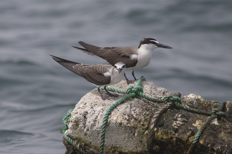 Adult bridled tern with one of this years brrod