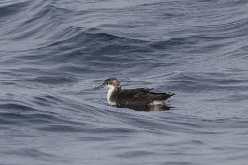 Persian shearwater going through it's summer moult