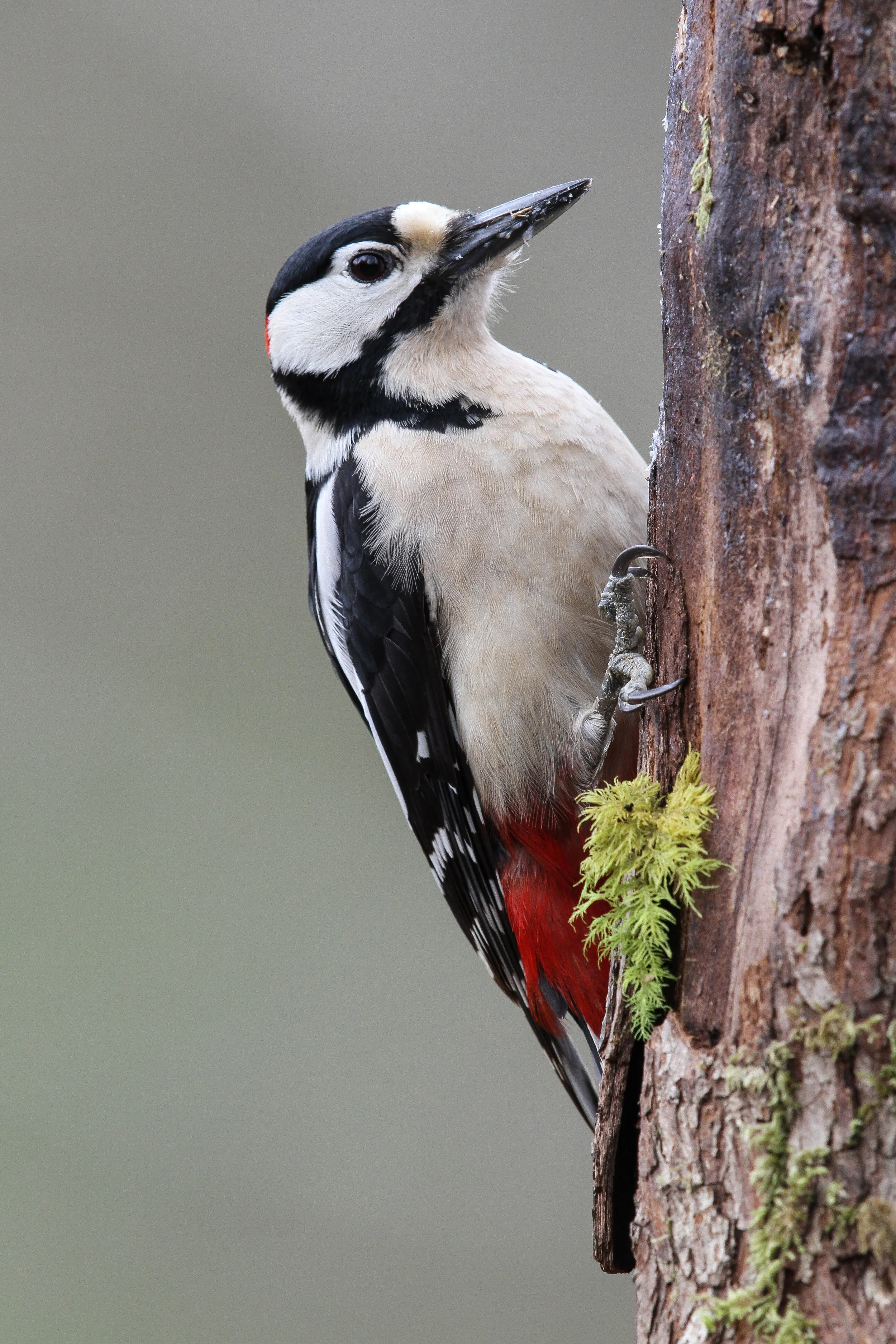 Male great spotted woodpecker