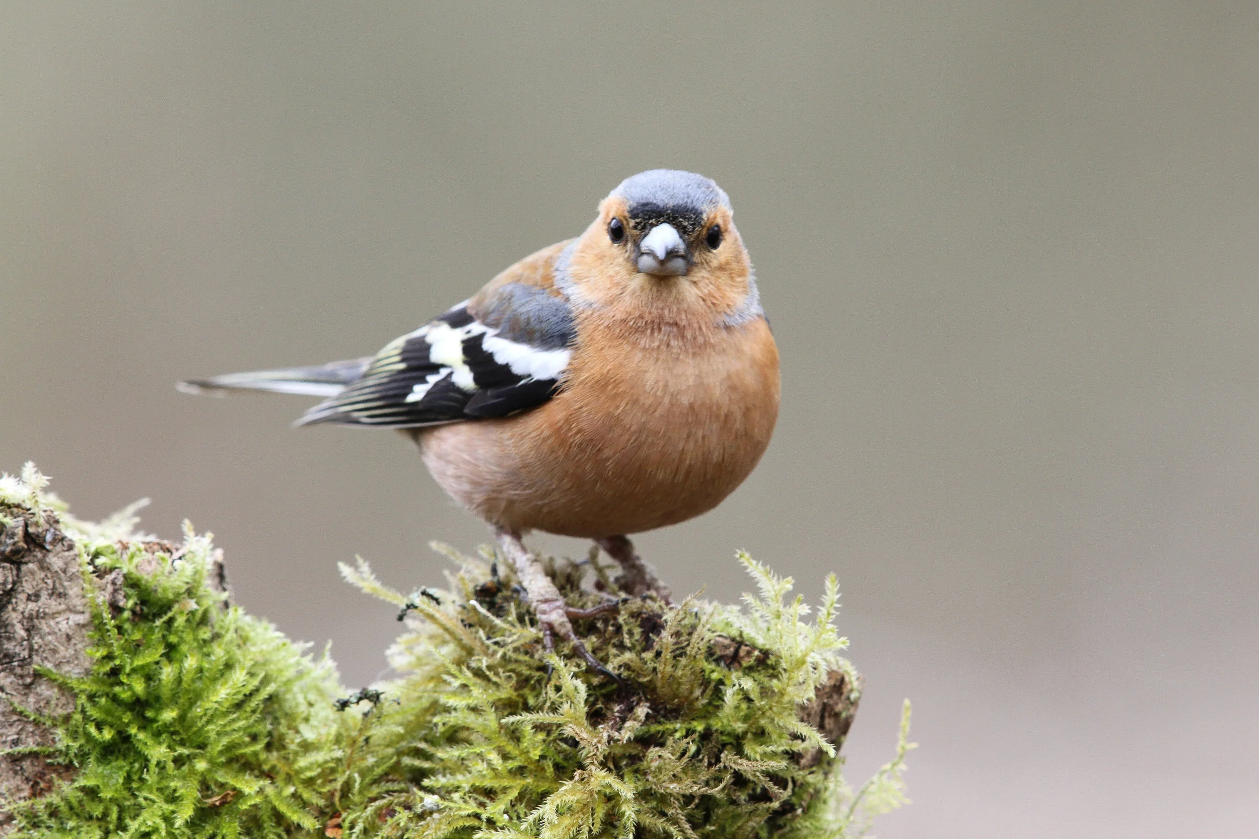 Male common chaffinch