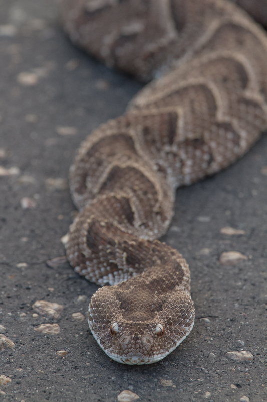 Puff adder. One of Africa's deadliest snakes. This one was convincingly playing dead, so much so that I was tempted to pick it up. Until it started flicking it's tongue. This one is about four feet long.