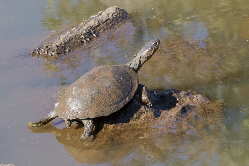 Pan-hinged terrapins can be found at most waterholes.