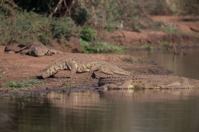 Nile crocodile are common throughout the park.
