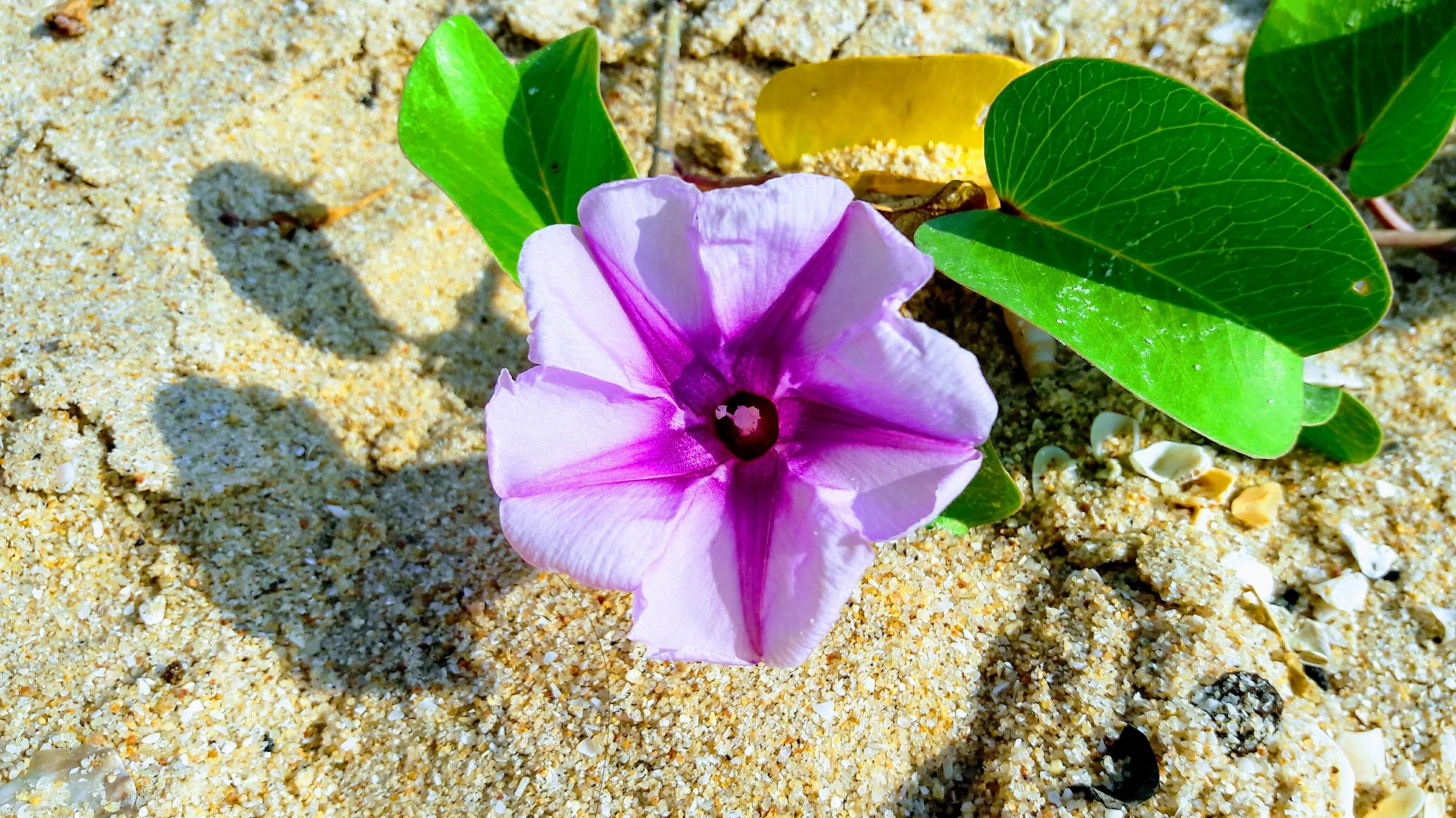 Aromas for Anxiety, Insomnia, Aging and more