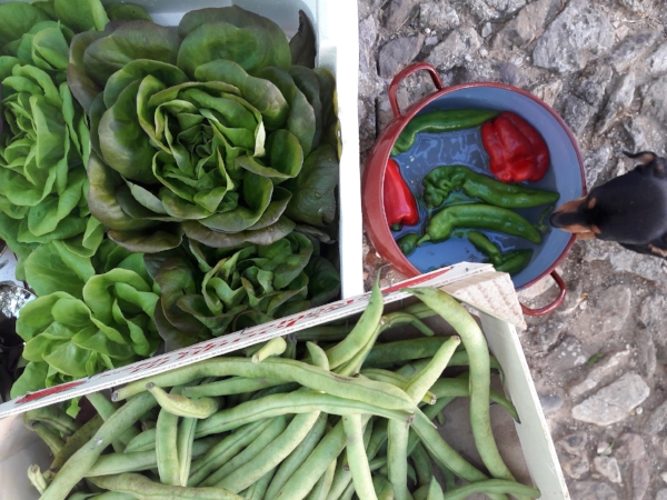 We like to see our food as rustic food, as opposed to fancy. It's healthy, delicious and fast. It's also environmental friendly and healing. The best detox is the daily one.