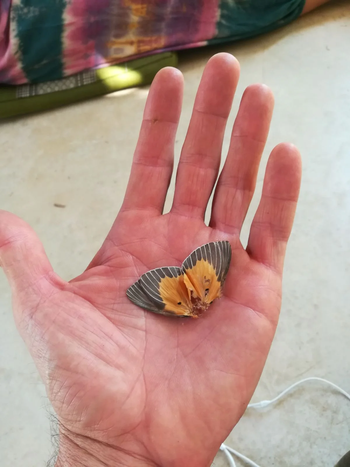 Butterfly in hand 2018-01-19.jpeg
