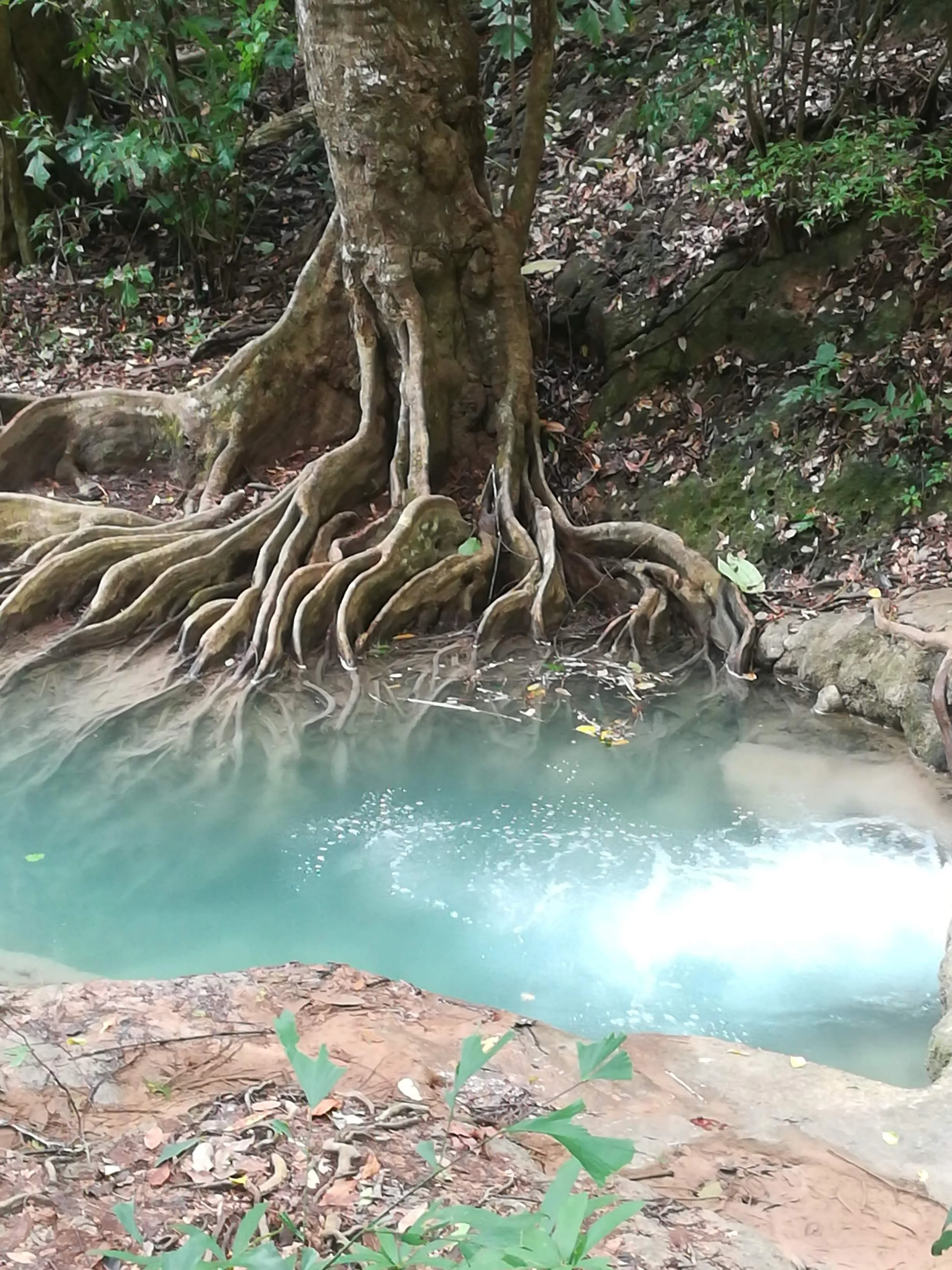 Olive Retreat lagun and tree Erawan.jpg