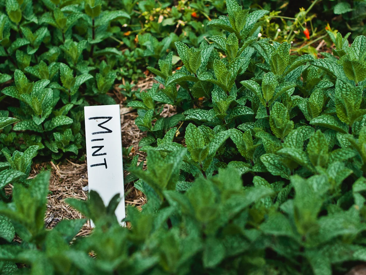 Photo Rudimentary-28.jpg