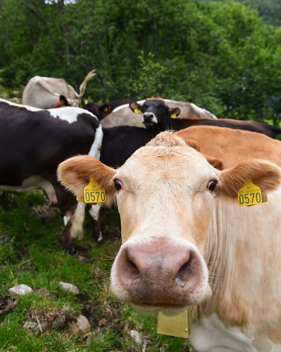 Mooo from Brekkedalen 🐮 Just a reminder to be aware and respectful of the animals you meet on your hikes ♥️