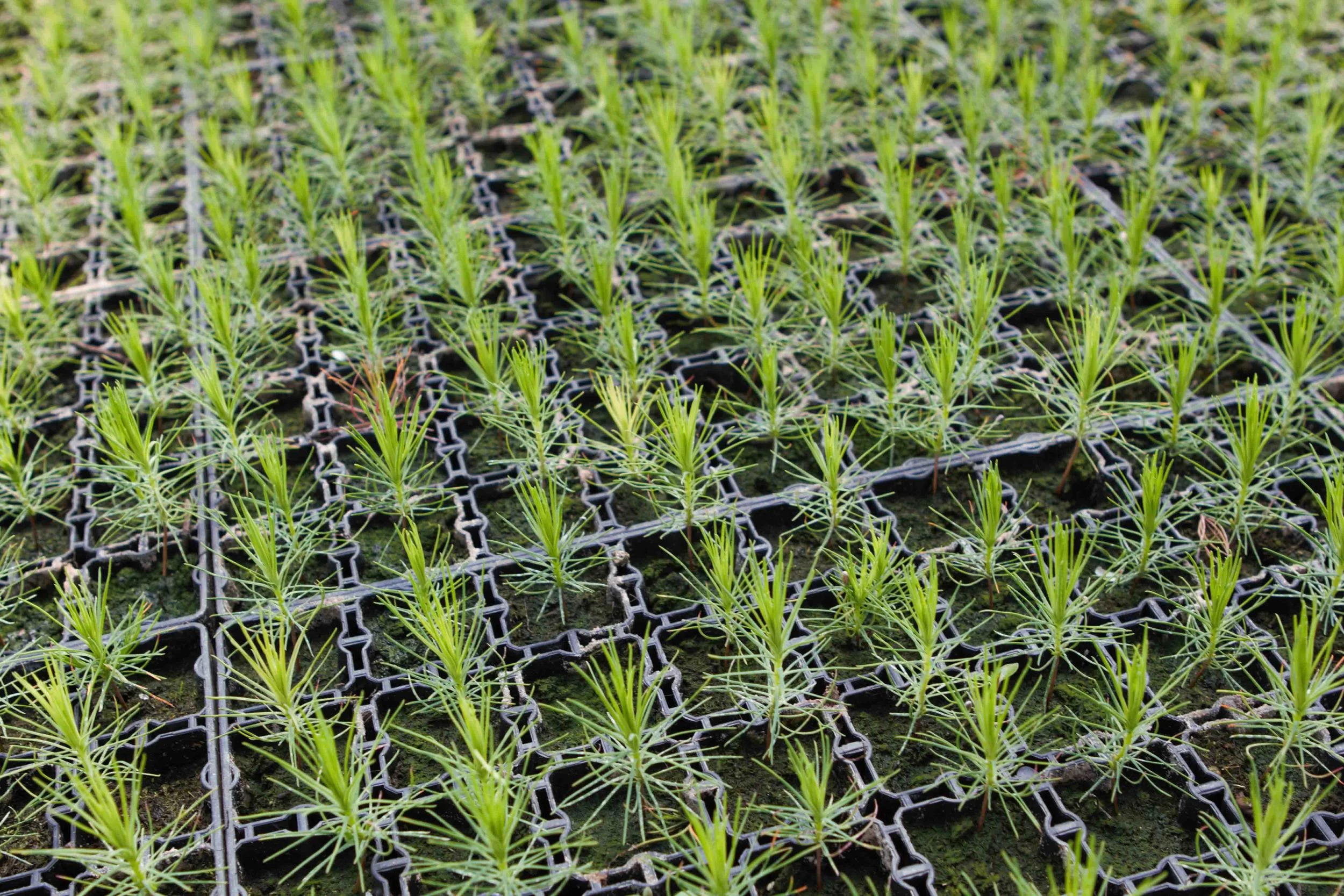 Tiny sapling