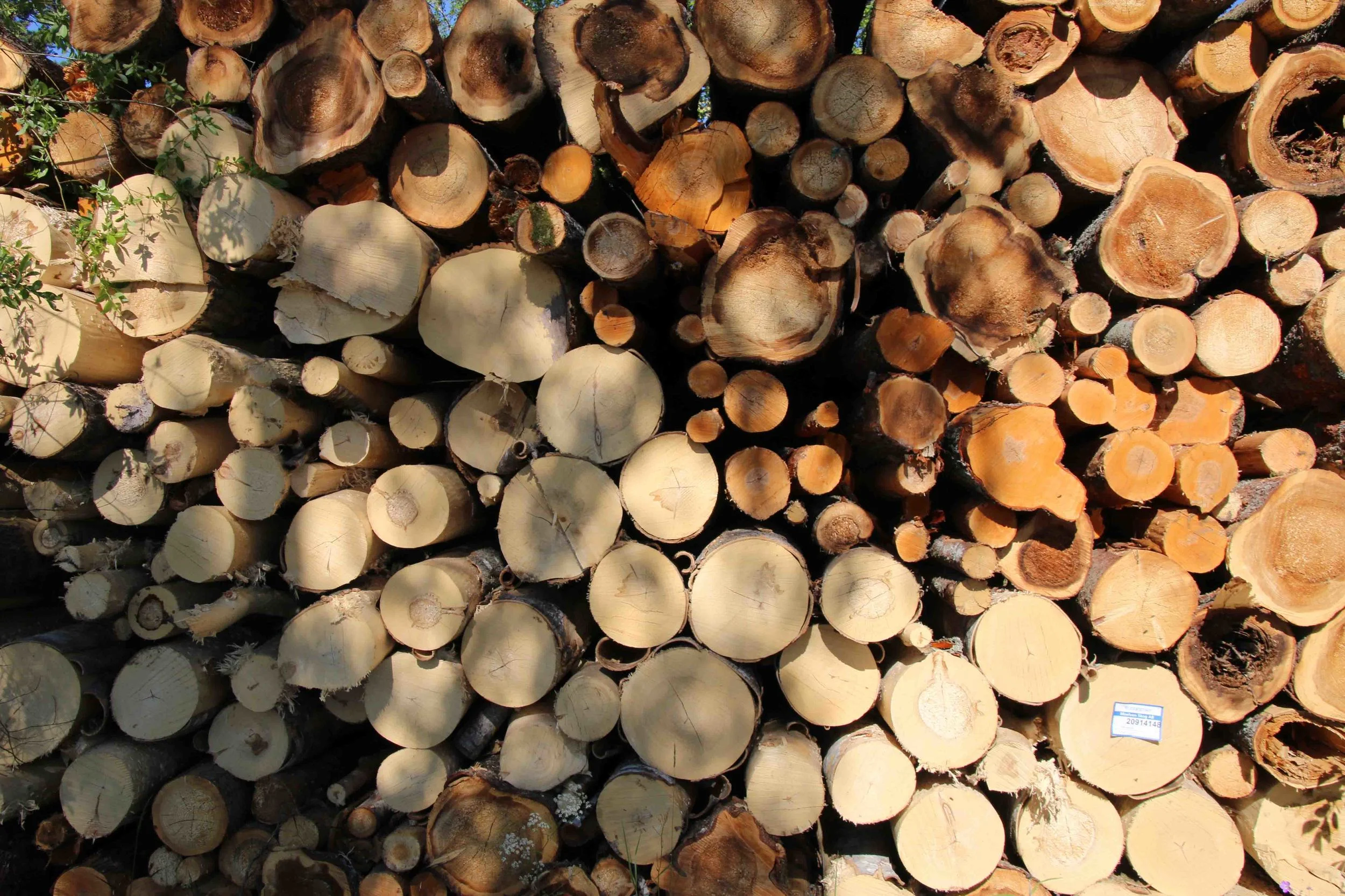 Freshly cut logs