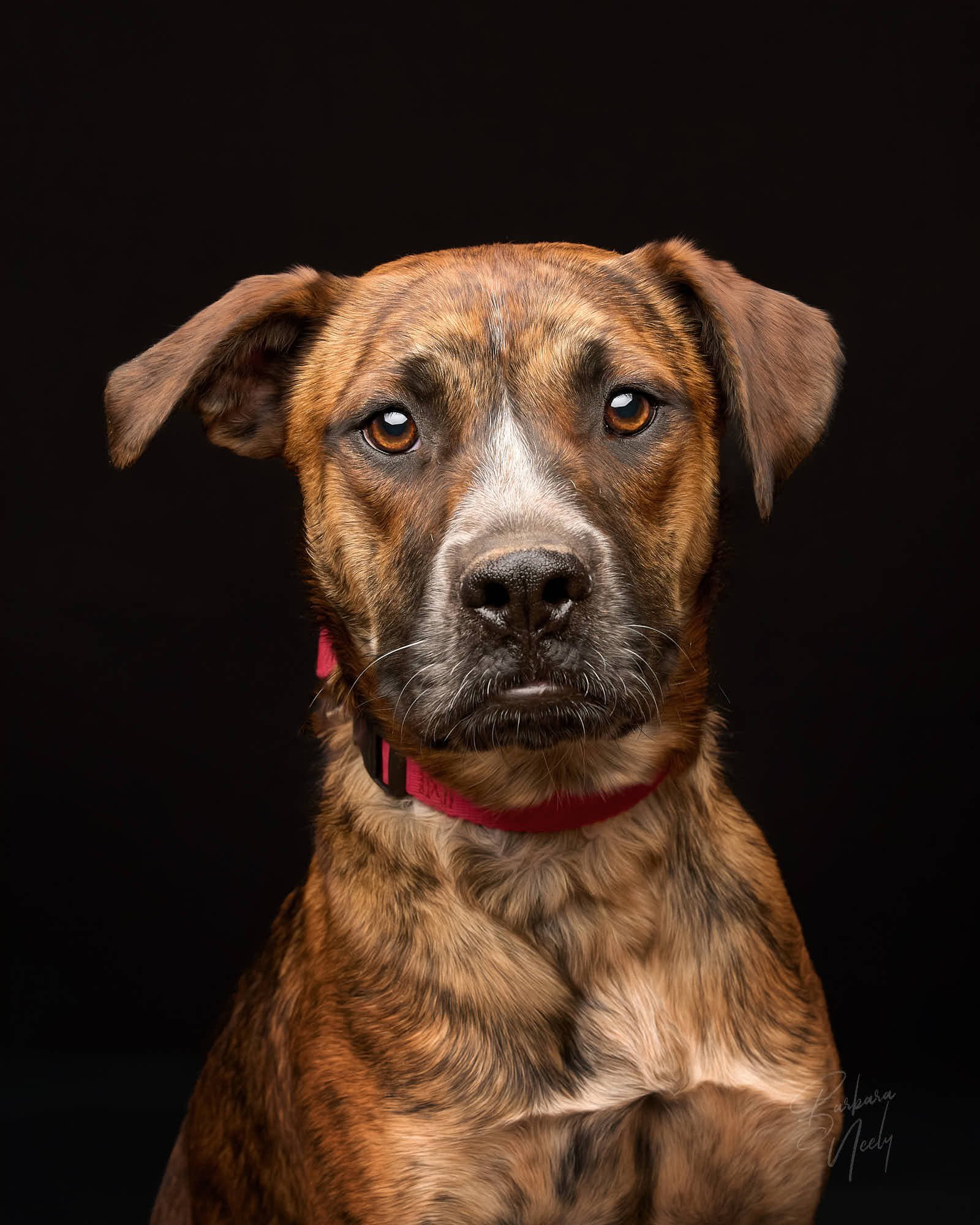 kodo_R1 030925 pets_112556.jpg