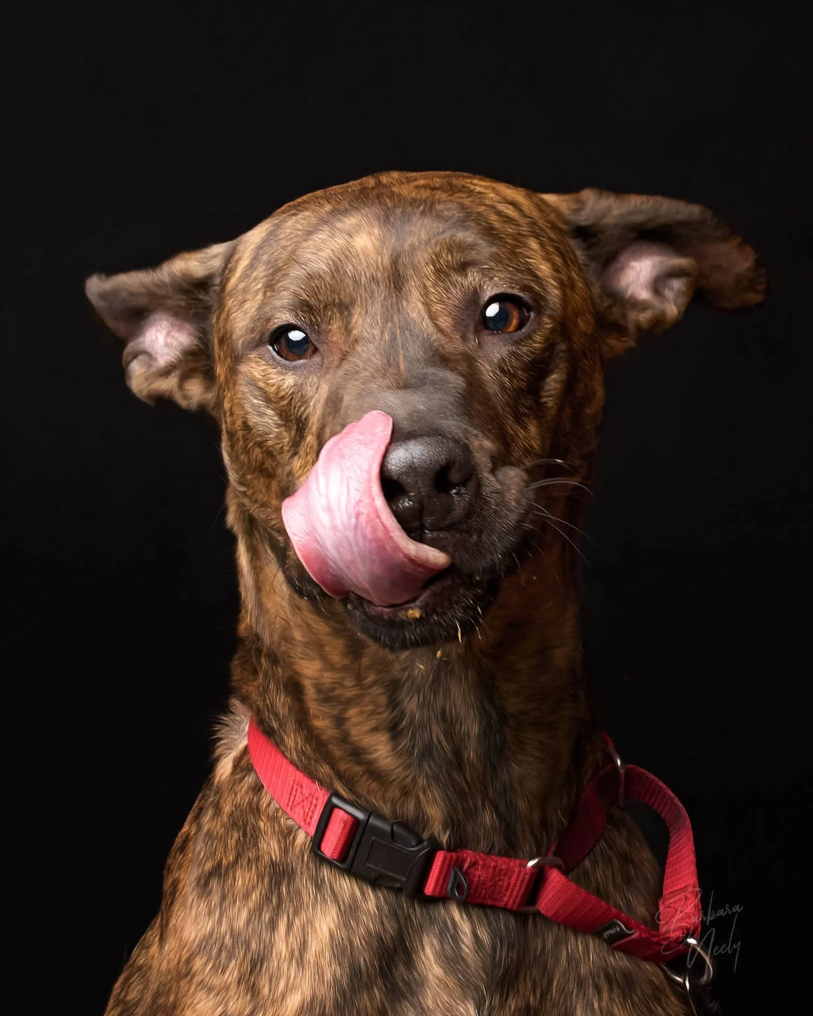 rocky_R1 030925 pets_112023.jpg