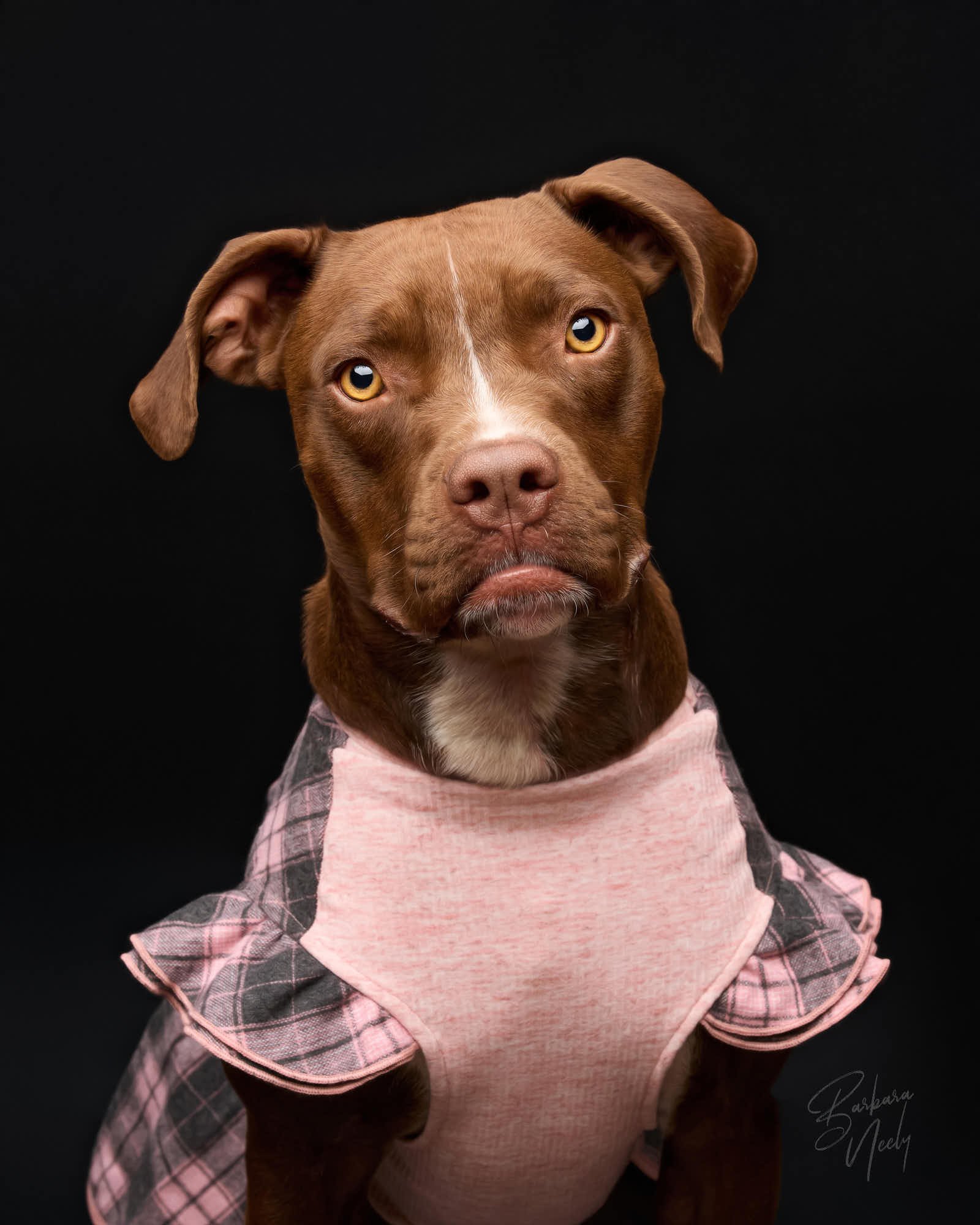 sophie_R1 030925 pets_112523.jpg