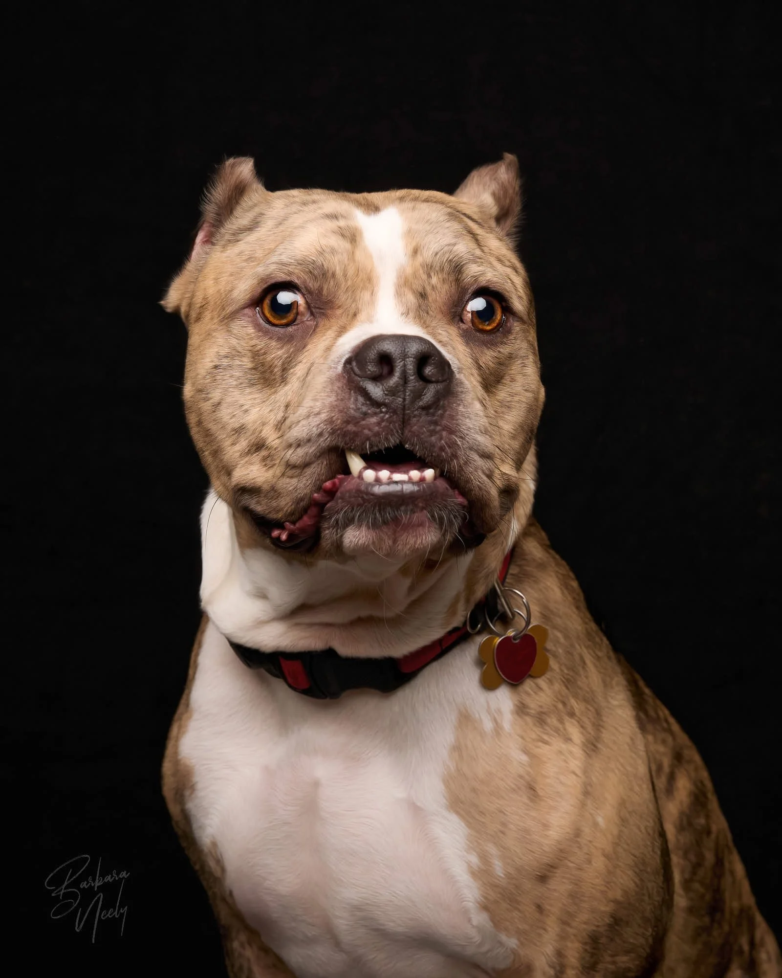vinny_R1 030925 pets_113449.jpg