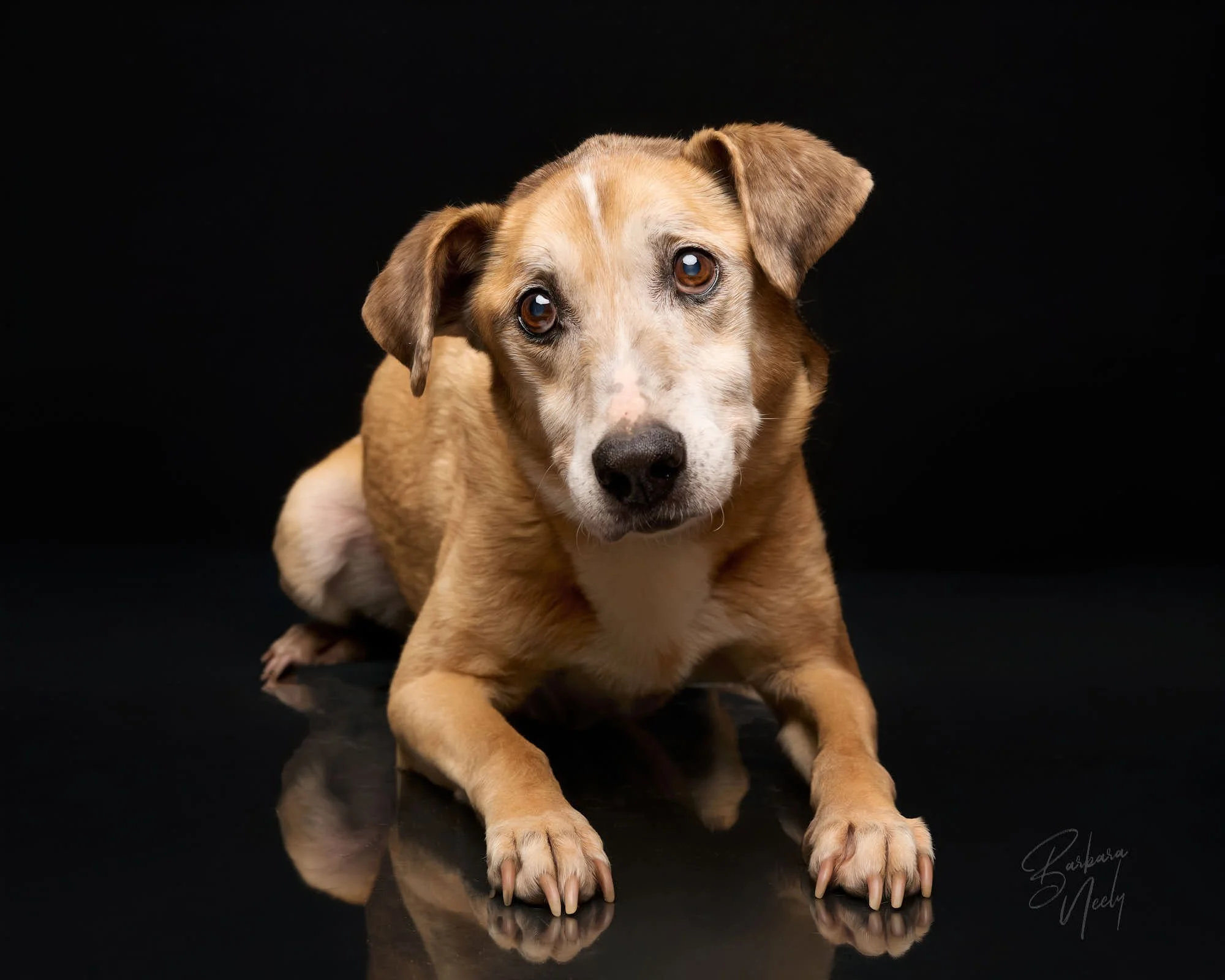 athena_R1 030925 pets_112902.jpg