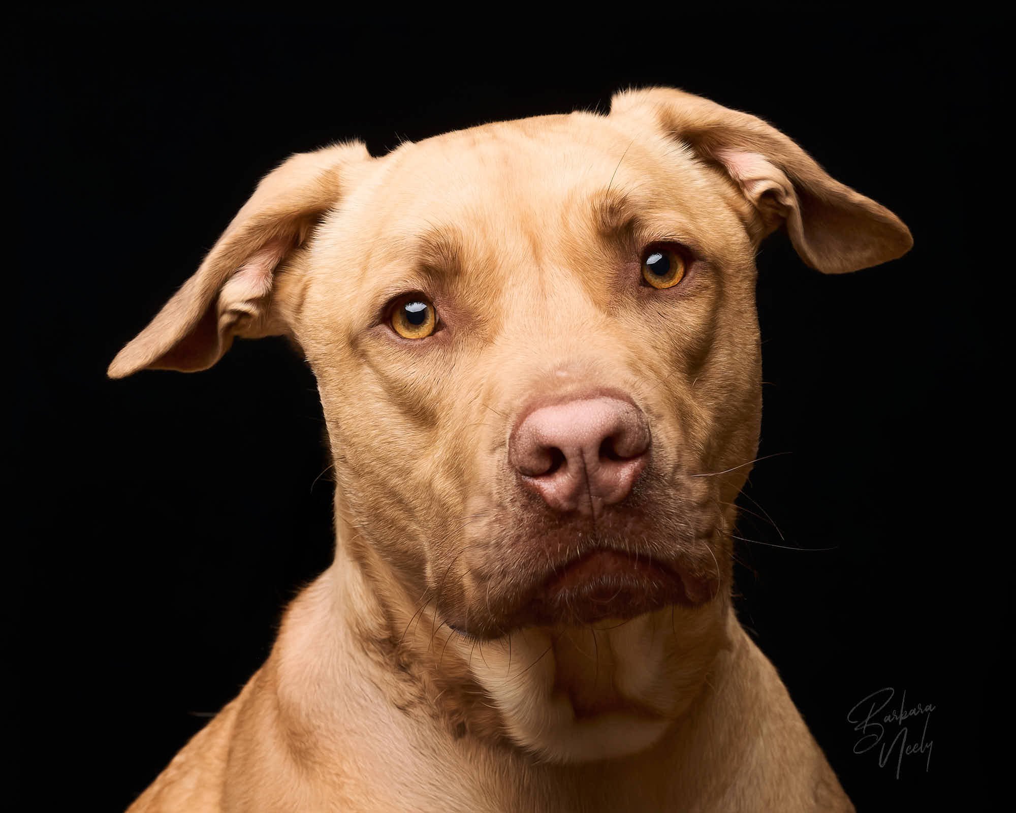 buddyguy_R1 030925 pets_112216.jpg